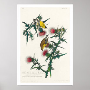 American Goldfinch von Audubon Poster