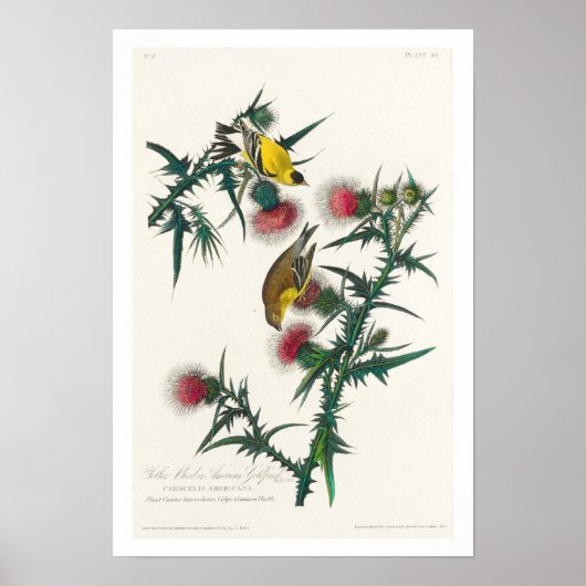 American Goldfinch von Audubon Poster (Vorne)