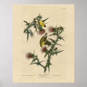 American Goldfinch von Audubons Vögeln in Amerika Poster