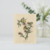 American Goldfinch von Audubons Vögeln in Amerika Postkarte (Stehend Vorderseite)