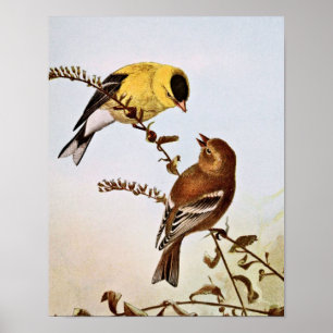 American Goldfinchs Bird Illustration Poster