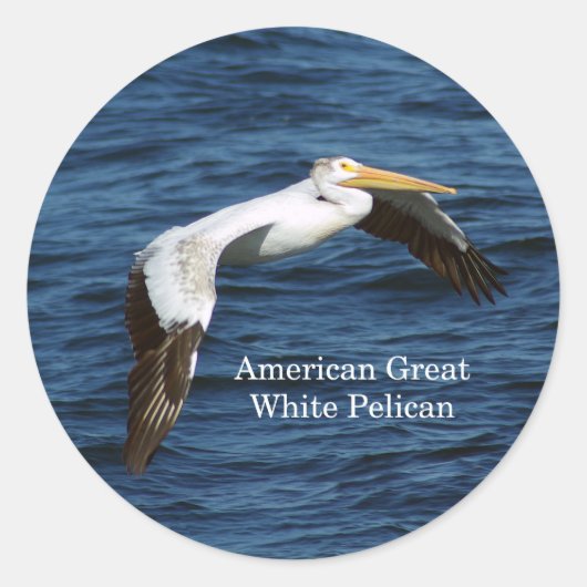American Great White Pelican Aufkleber (Vorderseite)