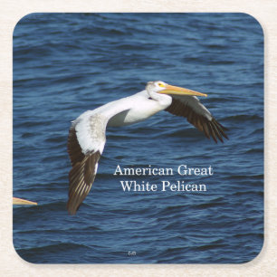 American Great White Pelican Paper Untersetzer