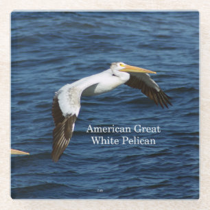 American Great White Pelican Untersetzer