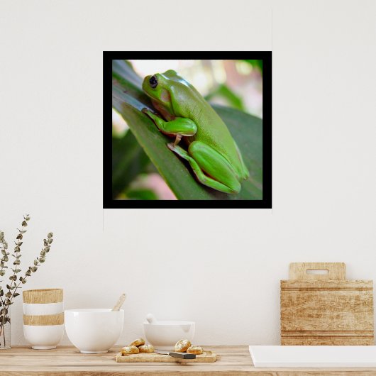 American Green Tree Frog Poster (Küche)
