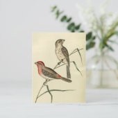 American House Finch Postkarte (Stehend Vorderseite)