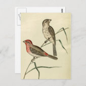 American House Finch Postkarte (Vorne/Hinten)