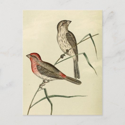 American House Finch Postkarte (Vorderseite)
