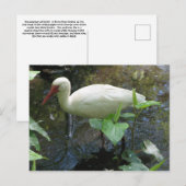 American Ibis Post Card Postkarte (Vorne/Hinten)