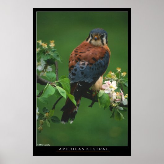 American Kestral Poster (Vorne)