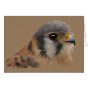 American Kestrel