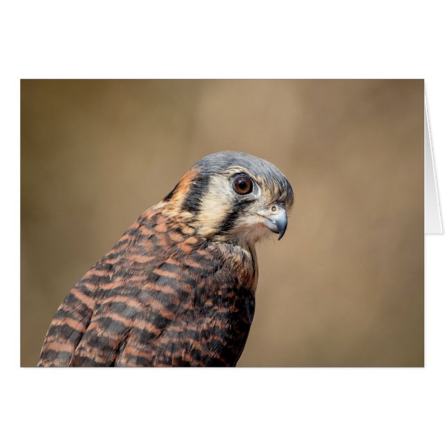 American Kestrel (Vorderseite (Horizontal))