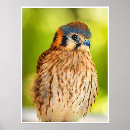 American Kestrel Falcon Portrait Wildlife Print Poster (Vorne)