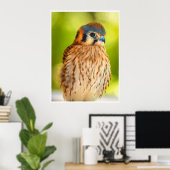 American Kestrel Falcon Portrait Wildlife Print Poster (Heimbüro)