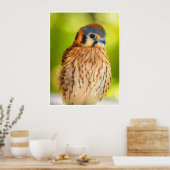 American Kestrel Falcon Portrait Wildlife Print Poster (Küche)