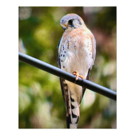 American Kestrel Fotodruck