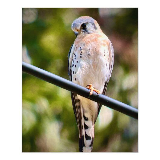 American Kestrel Fotodruck (Vorne)