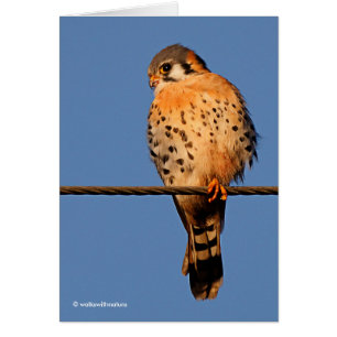 American Kestrel Hawk auf einem Wirt