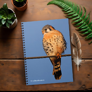 American Kestrel Hawk auf einem Wirt Notizblock