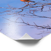 American Kestrel Hawk Fotodruck (Ecke)