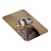 American Kestrel Magnet (Rechte Seite)