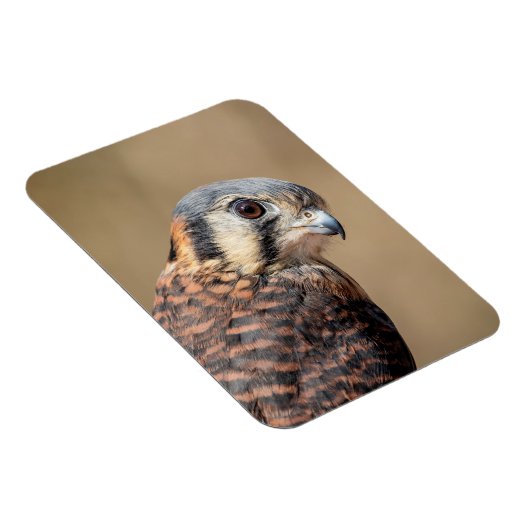 American Kestrel Magnet (Rechte Seite)