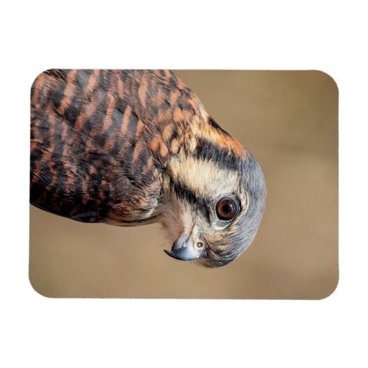 American Kestrel Magnet (Horizontal)