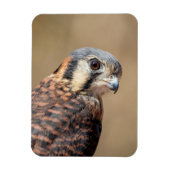 American Kestrel Magnet (Vertikal)
