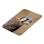 American Kestrel Magnet (Linke Seite)