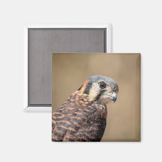 American Kestrel Magnet (Vorderseite/Rückseite)