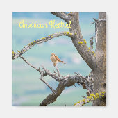 American Kestrel Magnet (Vorne)