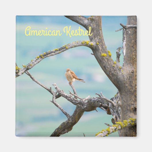 American Kestrel Magnet (Vorne)