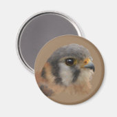 American Kestrel Magnet (Vorderseite/Rückseite)