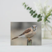 American Kestrel Postcard Postkarte (Stehend Vorderseite)