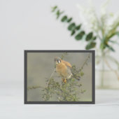 American Kestrel Postcard Postkarte (Stehend Vorderseite)