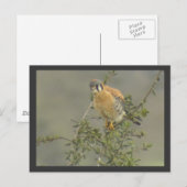 American Kestrel Postcard Postkarte (Vorne/Hinten)