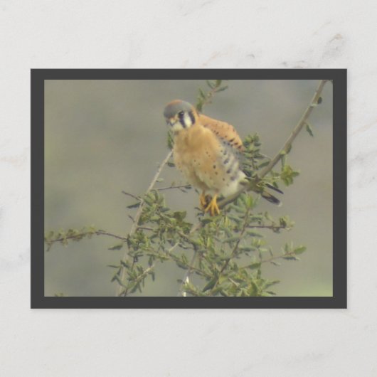 American Kestrel Postcard Postkarte (Vorderseite)