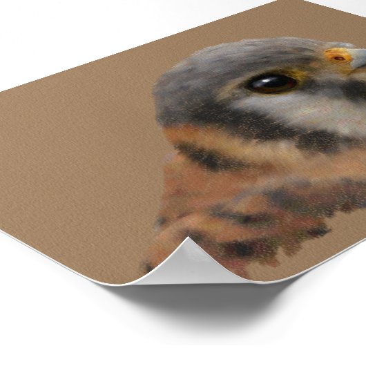 American Kestrel Poster (Ecke)