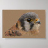 American Kestrel Poster (Vorne)
