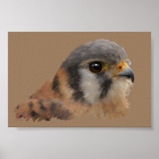 American Kestrel Poster (Vorne)