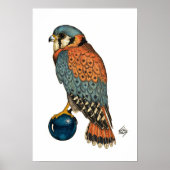 American Kestrel Poster (Vorne)