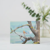 American Kestrel Postkarte (Stehend Vorderseite)