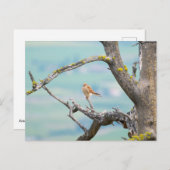 American Kestrel Postkarte (Vorne/Hinten)