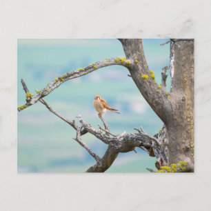 American Kestrel Postkarte