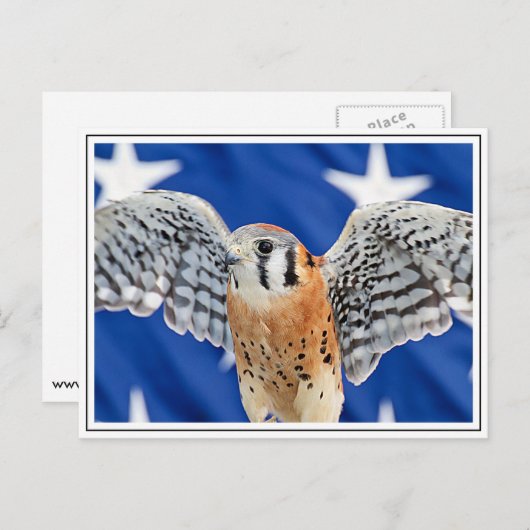 American Kestrel Postkarte (Vorne/Hinten)