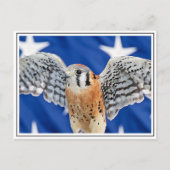 American Kestrel Postkarte (Vorderseite)