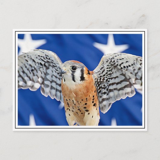 American Kestrel Postkarte (Vorderseite)