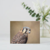 American Kestrel Postkarte (Stehend Vorderseite)