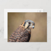 American Kestrel Postkarte (Vorne/Hinten)