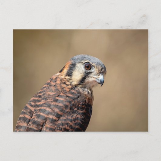 American Kestrel Postkarte (Vorderseite)
